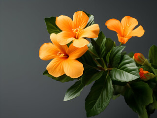 Obraz premium crossandra flower in studio background, single crossandra flower, Beautiful flower, ai generated image