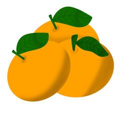 Sweet orange and mandarin fruit illustration