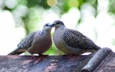 spotted dove couple relaxing and romancing snuggling freely in their own space