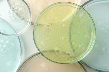 Petri dishes with different liquid samples on white background, top view