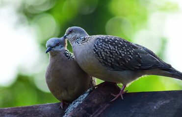 spotted dove couple relaxing and romancing snuggling freely in their own space 