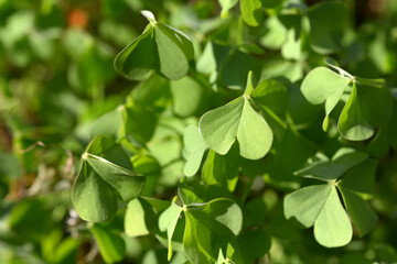 カタバミ　葉模様