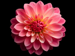 dahlia flower in studio background, single dahlia flower, Beautiful flower, ai generated image © Akilmazumder