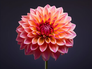 dahlia flower in studio background, single dahlia flower, Beautiful flower, ai generated image © Akilmazumder