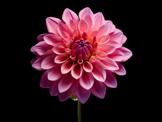 dahlia flower in studio background, single dahlia flower, Beautiful flower, ai generated image © Akilmazumder