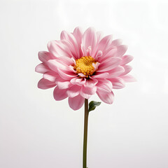 dahlia flower in studio background, single dahlia flower, Beautiful flower, ai generated image