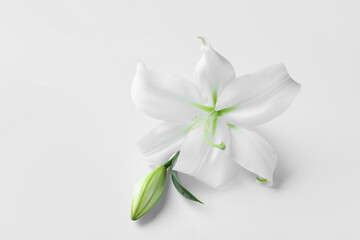 Beautiful lily flowers on white background