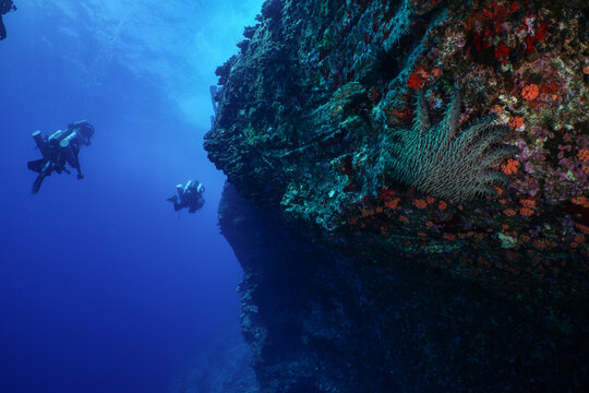 Scuba divers swim along a tropical wall at molokini crater, Maui. A crown of thorns sea star, Acanthaster planci, hides under an overhang covered in sponge and sea life.