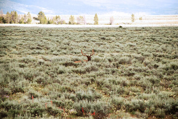 Elks in Yellowstone National Park, Wyoming Montana. Northwest. Yellowstone is a summer wonderland,...