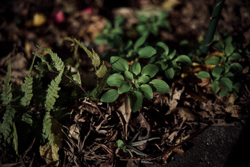 朝日の中の植物