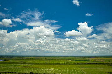 Green agricultural field with growing crops in summer season. Farming and agriculture industry