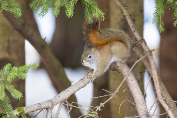  American red squirrel (Tamiasciurus hudsonicus) in winter