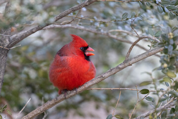 Northern cardinal (Cardinalis cardinalis) in winter