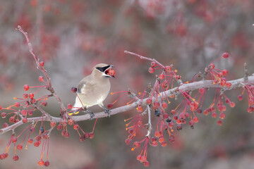 cedar waxwing in winter