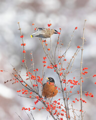 Christmas card with American robin and Cedar Waxwing in winter