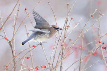 cedar waxwing in winter