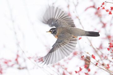 American robin (Turdus migratorius) in winter