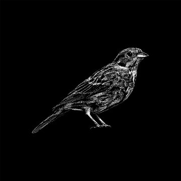 Yellowhammer hand drawing vector isolated on black background.
