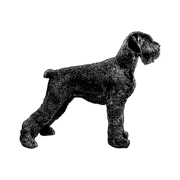 Giant Schnoodle hand drawing vector isolated on background.