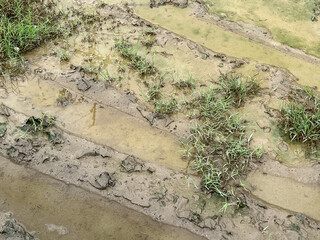 green soil with water after rain drop