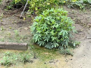 plant growing on a stone floor