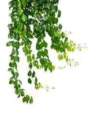 Beautiful green leaves of vine plant isolated white background