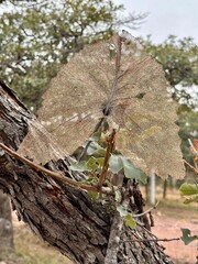 Hoja otoñal trasparente 