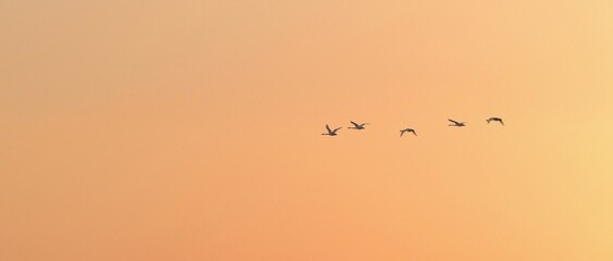 夕焼けバックに優雅に飛ぶコハクチョウの群れ
