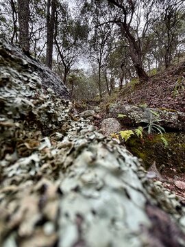 Camino de arrollo paisaje en medio de la sierra 