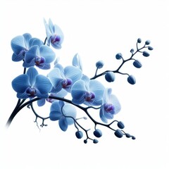 Close-up of elegant orchid twig. Orchid branch, 兰花, Orquídea, زهرة الأوركيد, Orchidee, Orquidea, Орхидея, Orchidée, 蘭, आर्किड, Elegante rama de orquídeas. isolated White background