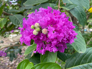 beautiful pink Lagerstroemia speciosa flowers in the garden