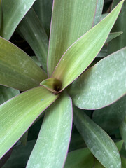 Obraz premium Tradescantia spathacea plant in nature garden