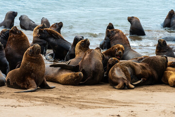 Sea lions on the sand of the beach.