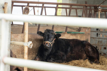 くつろぐ宮古牛