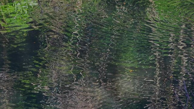 水鳥池のさざなみ