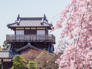 Fototapeta premium お城の桜