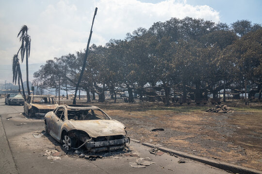 The burned out remains of a car sits in front of the famous and historic banyan tree of Lahaina Maui Hawaii.  The day after the devastating fires that destroyed the town.