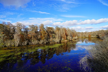 Fototapeta premium The winter landscape of Hillsborough river and Lettuce park at Tampa, Florida 