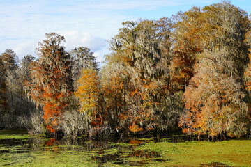 Obraz premium The winter landscape of Hillsborough river and Lettuce park at Tampa, Florida 