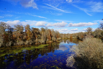 Fototapeta na wymiar The winter landscape of Hillsborough river and Lettuce park at Tampa, Florida 