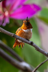 A colorful hummingbird with flowers