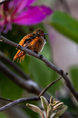A colorful hummingbird with flowers
