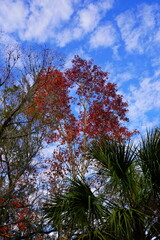 The winter landscape of Hillsborough river and Lettuce park at Tampa, Florida
