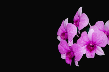Dendrobium orchid in dark background