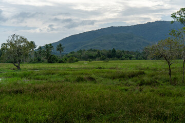 Fototapeta premium landscape with trees and clouds