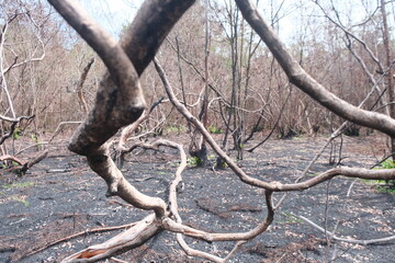 After Forest Fires