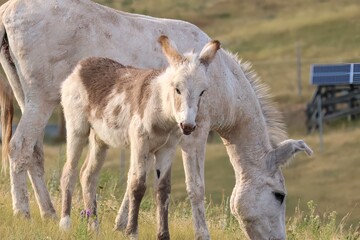 Wild Donkeys on the Scenic Wildlife Loop of Custer State Park, South Dakota