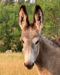 Wild Donkeys on the Scenic Wildlife Loop of Custer State Park, South Dakota