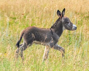 Wild Donkeys of Custer State Park