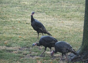 Wild turkeys walking across Kansas. 